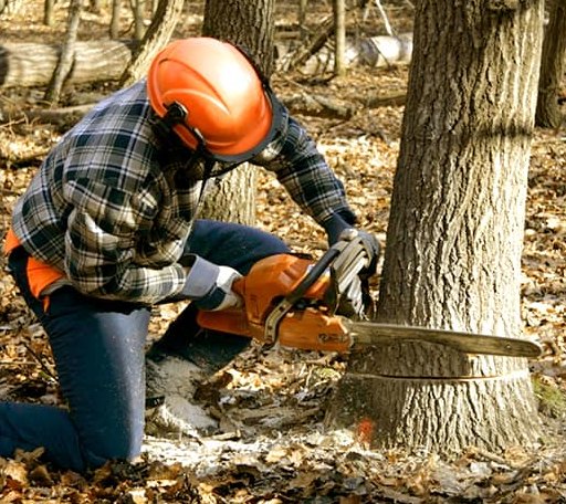 Tree Removal in Ware, MA